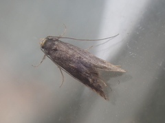 Spuleria flavicaput
