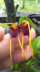 Masdevallia bicolor
