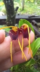 Masdevallia bicolor
