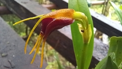 Masdevallia bicolor