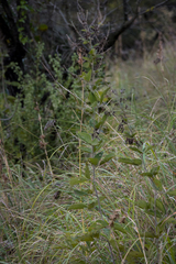 Pseudarthria hookeri