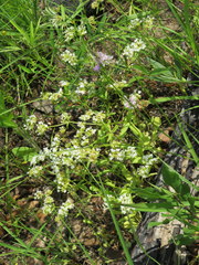 Valerianella nuttallii