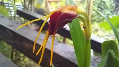 Masdevallia bicolor
