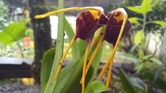 Masdevallia bicolor