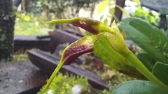 Masdevallia bicolor