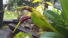 Masdevallia bicolor