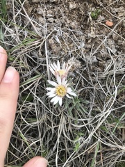 Townsendia hookeri