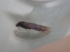 Spuleria flavicaput