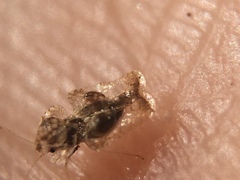 Corythucha incurvata