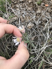 Townsendia hookeri