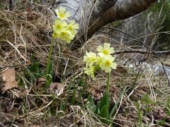 Primula intricata