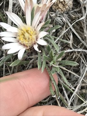 Townsendia hookeri