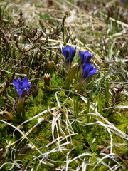 Gentiana pyrenaica