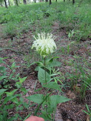 Monarda luteola