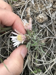 Townsendia hookeri