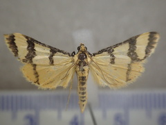 Metallarcha eurychrysa