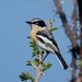 Batis pririt - Photo (c) Bird Explorers,  זכויות יוצרים חלקיות (CC BY-NC), uploaded by Bird Explorers