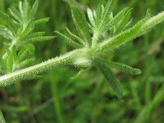 Geocrypta rostriformis