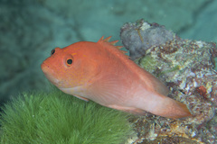 Cephalopholis spiloparaea