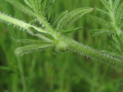 Geocrypta rostriformis