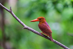 Halcyon coromanda coromanda