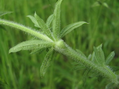 Geocrypta rostriformis