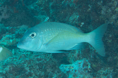 Lethrinus atkinsoni