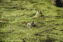 Pelophylax