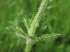 Geocrypta rostriformis