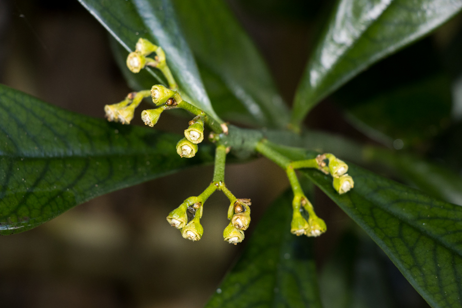 Euphorbia cupularis