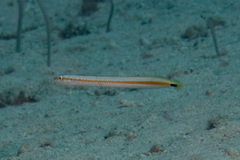 Gunnellichthys curiosus