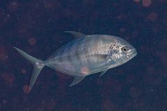 Ferdauia ferdau