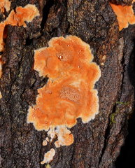 Gloeoporellus merulinus