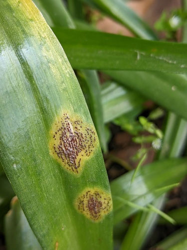 Bluebell rust