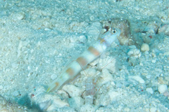 Amblyeleotris ellipse