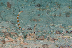 Gorgasia maculata