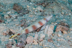 Amblyeleotris ellipse