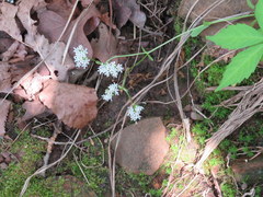 Valerianella nuttallii
