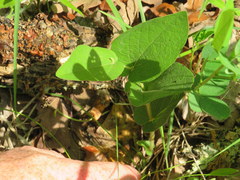 Aristolochia reticulata