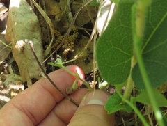 Aristolochia reticulata