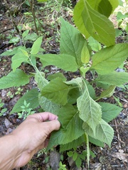 Salvia chapmanii