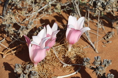 Gethyllis namaquensis