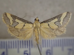 Metallarcha thiophara