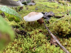 Fungi