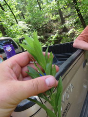 Solidago petiolaris angusta