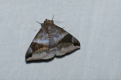 Bastilla amygdalis