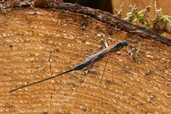 Ephialtes manifestator