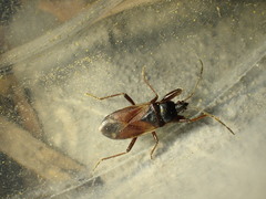 Eremocoris