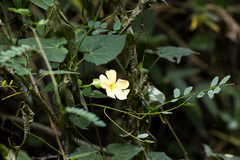 Thunbergia dregeana