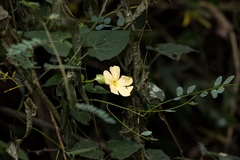 Thunbergia dregeana